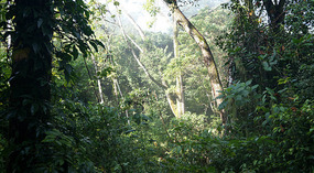 Palenque2