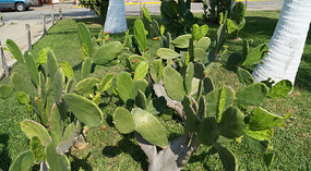 Puerto Escondido18