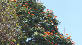 Guatemala12