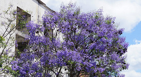 Guatemala6