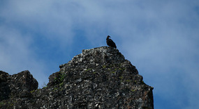 Tikal14