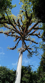 Tikal2