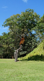 Tikal22