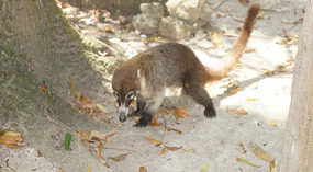 Tikal34