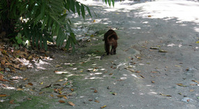 Tikal42