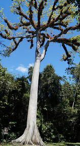 Tikal43