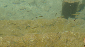 Lago Peten Itza25