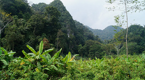 Grün1