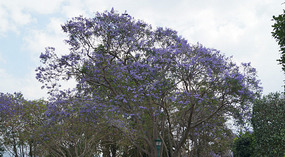 Guatemala Antigua1