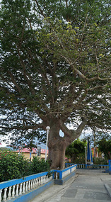 Apaneca1