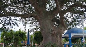 Apaneca3