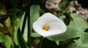 El Boqueron National Park3