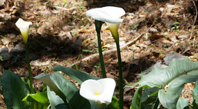 El Boqueron National Park5