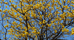 Gelbe Blüten1