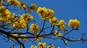 Gelbe Blüten2