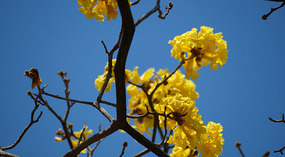 Gelbe Blüten3