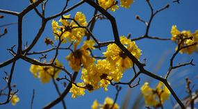 Gelbe Blüten4