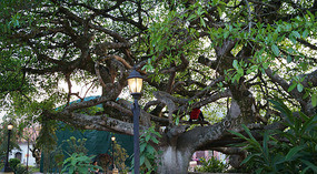 Santa Rosa de Copan14