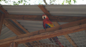 Vogel1
