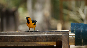Vogel10