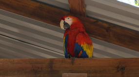 Vogel2