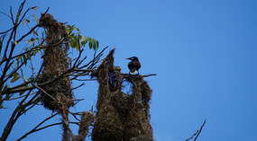 Vogel5