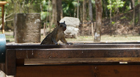 Vogel6