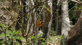 Vogel7