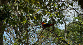 Vogel8