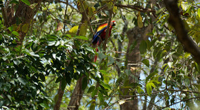 Vogel9