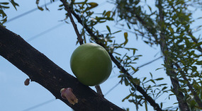 Guatemala4