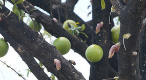 Guatemala5