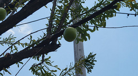 Guatemala6