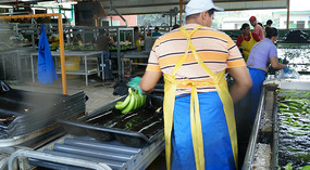 Tortuguero10