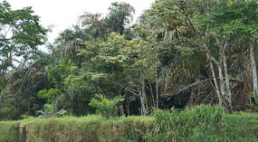 Tortuguero15