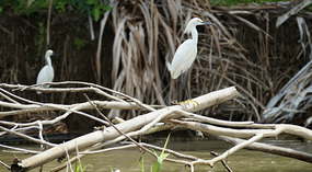Tortuguero16