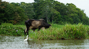 Tortuguero17