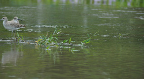 Tortuguero20