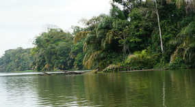 Tortuguero23