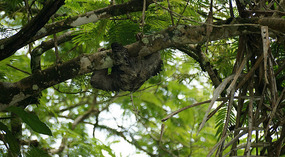 Tortuguero26