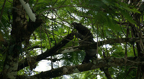 Tortuguero27