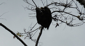 Tortuguero31