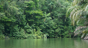 Tortuguero32