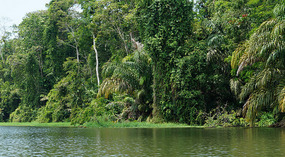 Tortuguero33