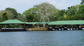 Tortuguero39