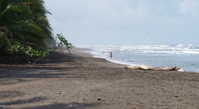 Tortuguero47
