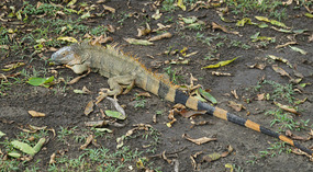 Tortuguero50