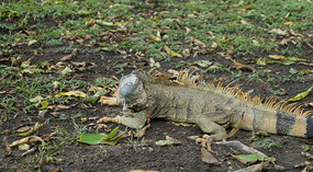 Tortuguero51