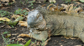 Tortuguero52