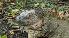 Tortuguero53